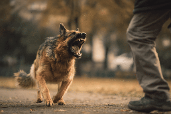 Ventura Dog Bite Lawyer - Crane